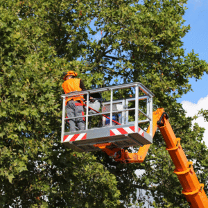 Tree Services in Florida​