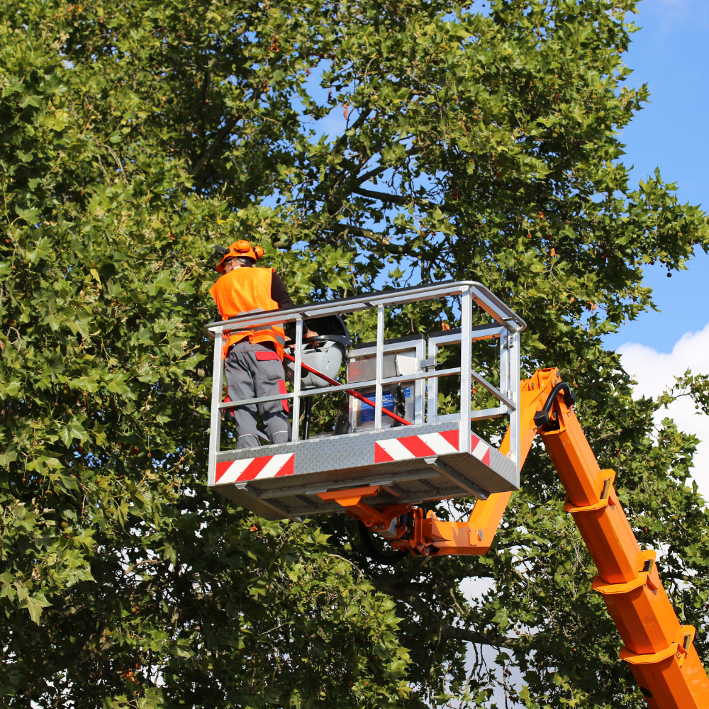 Tree Services in Florida​